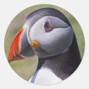 Stickers Portrait Puffin