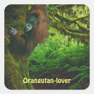 Stickers Primate Orangutan Grand Ape