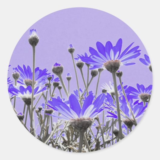 Stickers Purple Daisy (Devant)