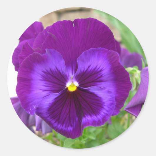 Stickers Purple Pansy (Devant)