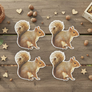 Stickers quatre écureuils gris orientaux
