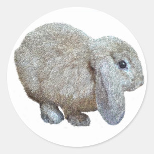 Stickers Rabbit oreille Holland Lop