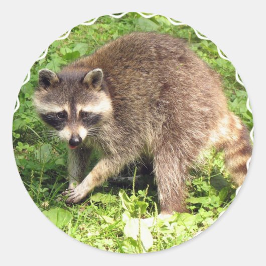 Stickers Raccoon (Devant)