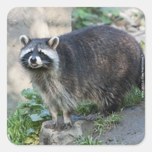 Stickers Raccoon (Devant)