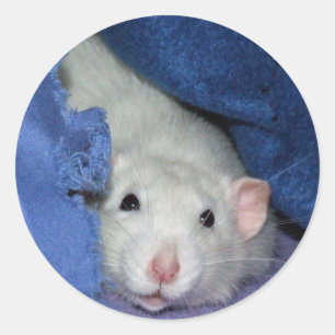 Stickers Rat