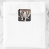 Stickers Rat fantaisie Brown et blanc (Sac)