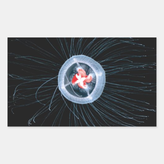 Stickers Rectangle de méduse immortels (Devant)