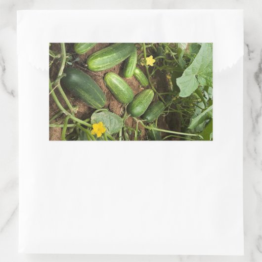 Stickers Rectangle de rangement de concombres (Sac)