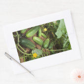 Stickers Rectangle de rangement de concombres (Enveloppe)