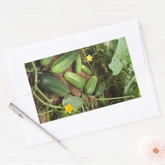 Stickers Rectangle de rangement de concombres (Enveloppe)