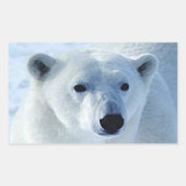 Stickers Rectangle d'ours polaire (Devant)