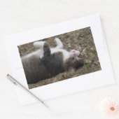 Stickers Rectangle Kitty supérieur (Enveloppe)