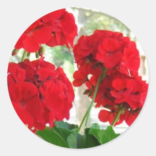 Stickers Red brillant Geraniums Great Garden Cadea (Devant)