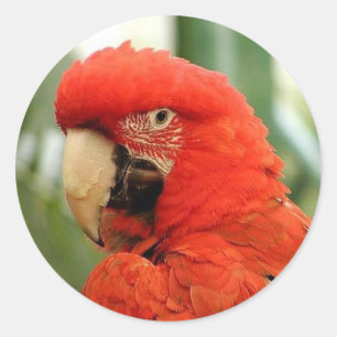 Stickers Red McCaw