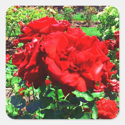 Stickers Red Rose #1 (Devant)