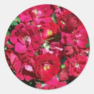 Stickers Red Rose Bush