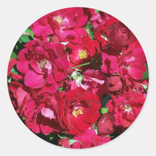 Stickers Red Rose Bush (Devant)