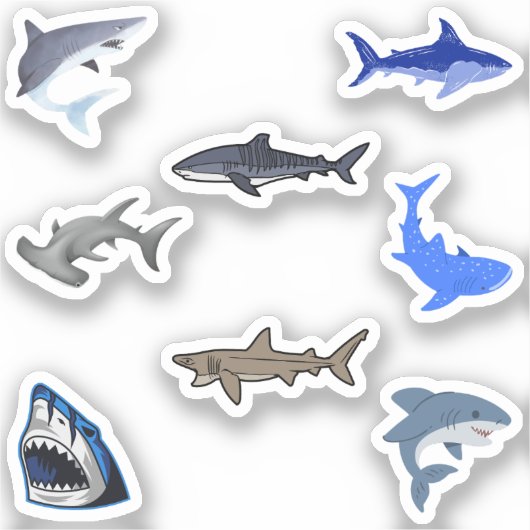 Stickers Requin (Recto)