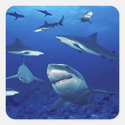 Stickers Requin (Devant)