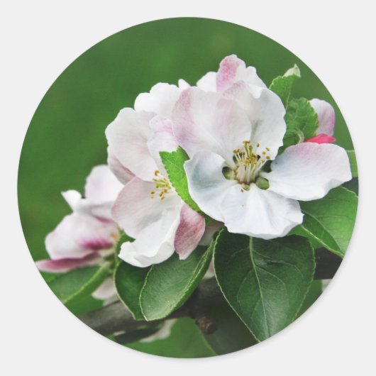 Stickers Ressort Pommier en fleurs rustiques (Devant)