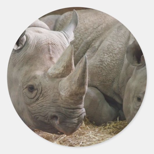 Stickers Rhinos dormant (Devant)