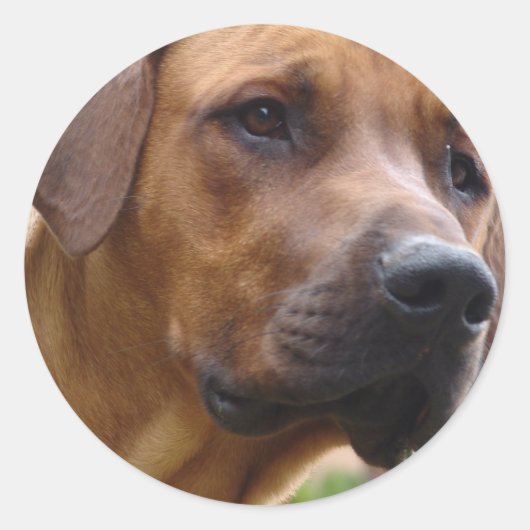 Stickers Rhodesian Ridgeback (Devant)