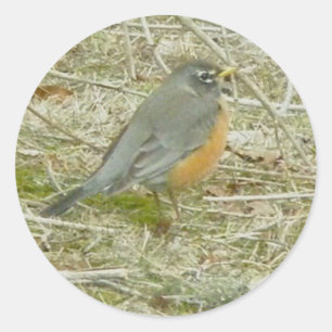 Stickers Robin