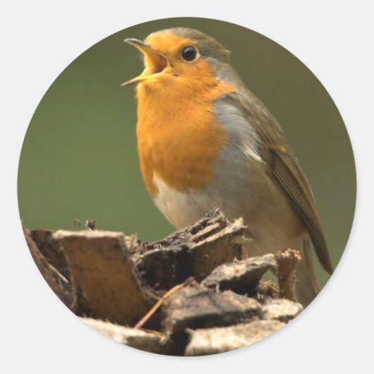 Stickers Robin Singing (Devant)