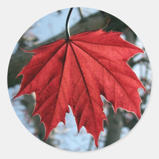 Stickers ronds de feuille d'érable canadiens (Devant)