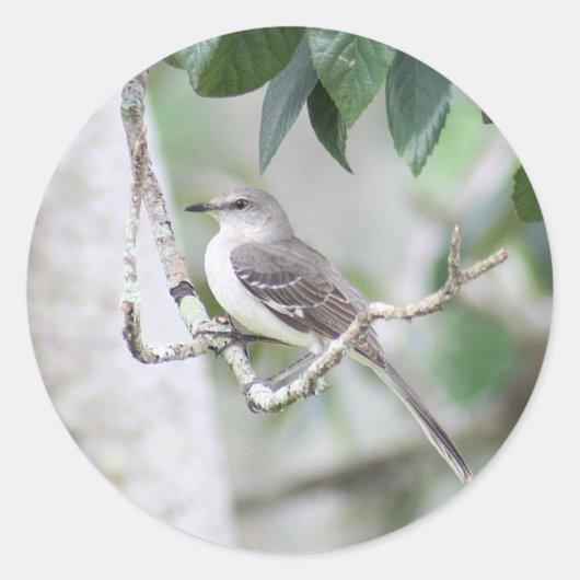Stickers ronds Mockingbird (Devant)