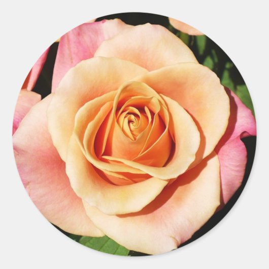 Stickers Rose (Devant)