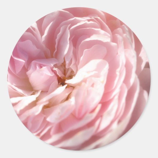 Stickers Rose (Devant)