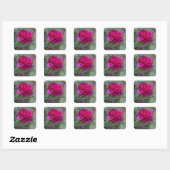 Stickers Rose #1 Darcey Bussell (Feuille)