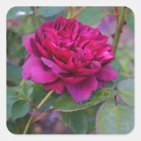 Stickers Rose #1 Darcey Bussell