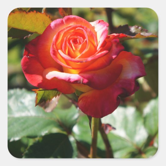 Stickers Rose 2-2 Dream Come True (Devant)