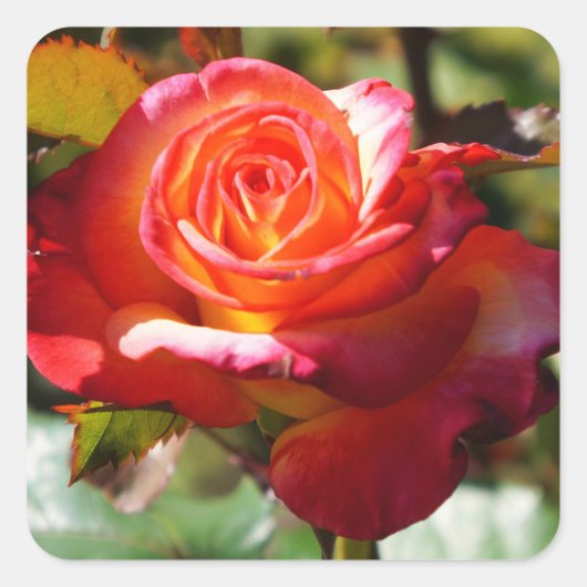 Stickers Rose #2 Dream Come True (Devant)