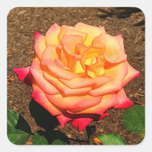 Stickers Rose #2 Dream Come True