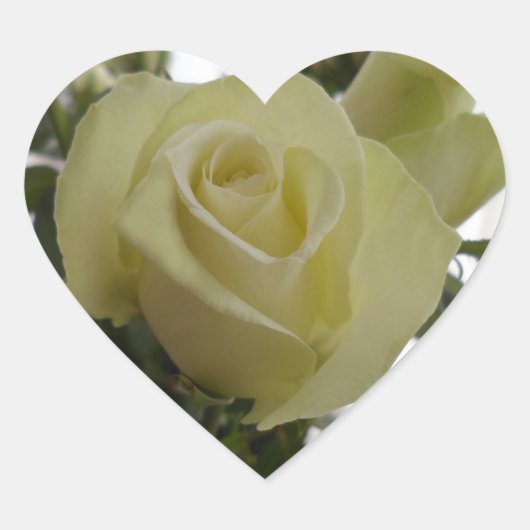stickers rose blanche (Devant)
