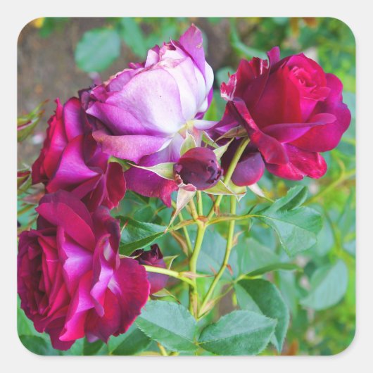 Stickers Rose bleu sauvage no 1 (Devant)