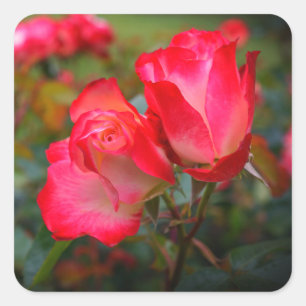 Stickers Rose Cherry Parfait #4