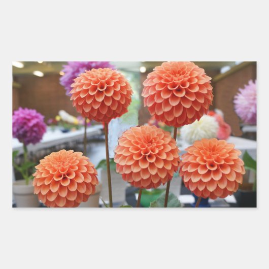 Stickers Rose Dahlia Toscane #1-2 (Devant)