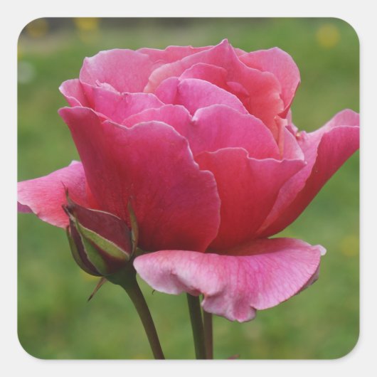 Stickers Rose Duet #1 (Devant)