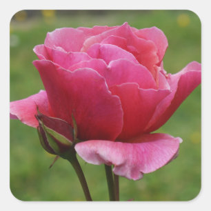 Stickers Rose Duet #1