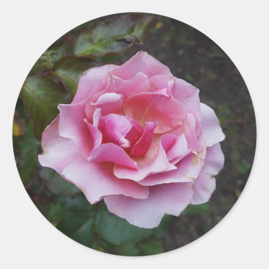 Stickers Rose Duet #2 (Devant)