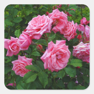 Stickers Rose Gene Boerner #2