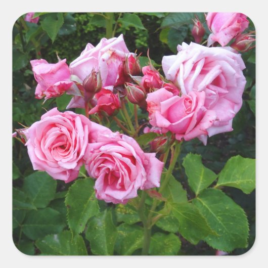 Stickers Rose Gene Boerner #3 (Devant)