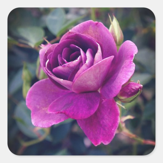 Stickers Rose Iceberg Bourgogne #2-2 (Devant)