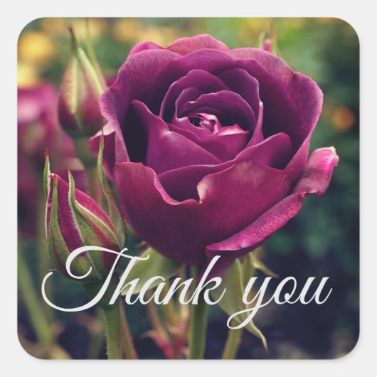 Stickers Rose Iceberg Merci Bourgogne #1 (Devant)