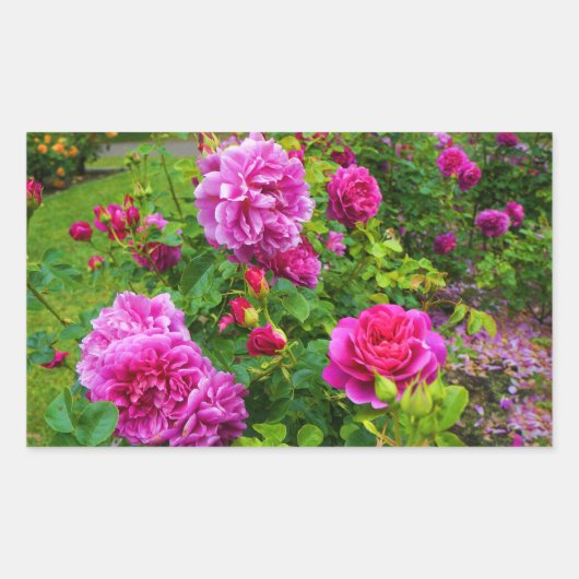 Stickers Rose Princesse Anne #2 (Devant)