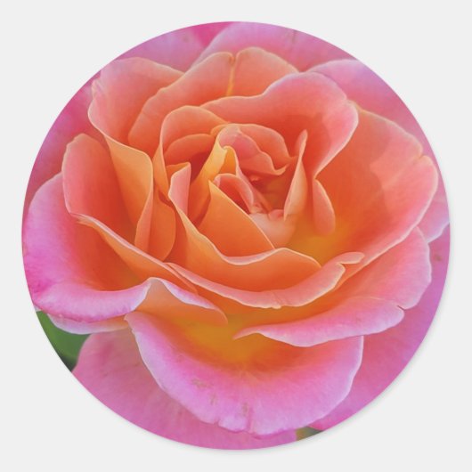 Stickers Rose rose et orange (Devant)